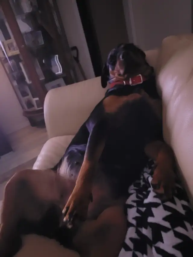 One pure and one 77.8 percent rottie females looking for a farm in Equestrian & Livestock Accessories in North Bay - Image 3