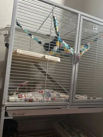 2 bonded female dumbo rats with cage, View more