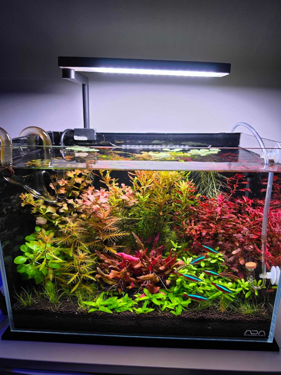 5 Cardinal Tetras | Fish for Rehoming | Mississauga / Peel Region ...