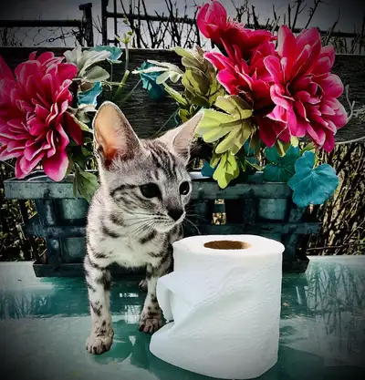 STUNNING EXOTIC BENGAL & SAVANNAH KITTENS, View more