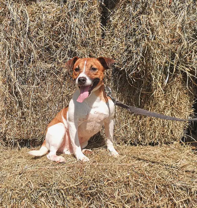 ***Chien Jack Russell mâle adulte à vendre in Dogs & Puppies for Rehoming in Longueuil / South Shore - Image 2
