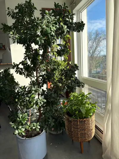 indoor plants, View more