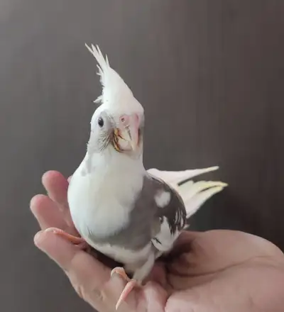 White pied baby cockatiel for sale handfeeding, View more