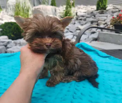 Yorkie Yorkshire Terrier Puppies! , View more