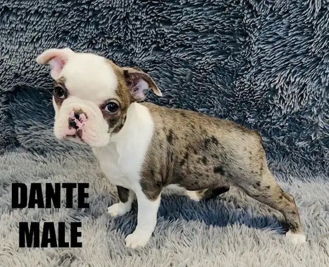 Gorgeous Boston Terrier Puppies in Dogs & Puppies for Rehoming in City of Toronto - Image 3