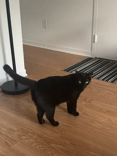 Blacky femelle 2 ans opérée à reçue c’est premier vaccin Elle ne va pas dehors Elle est indépendant...