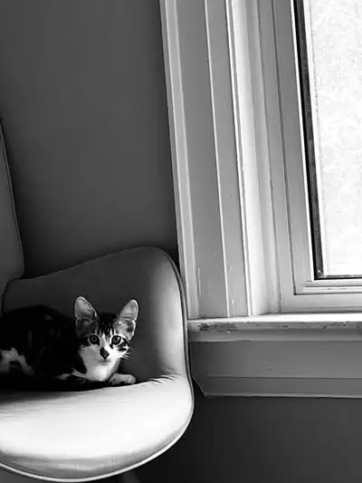 Kittens for rehoming, View more