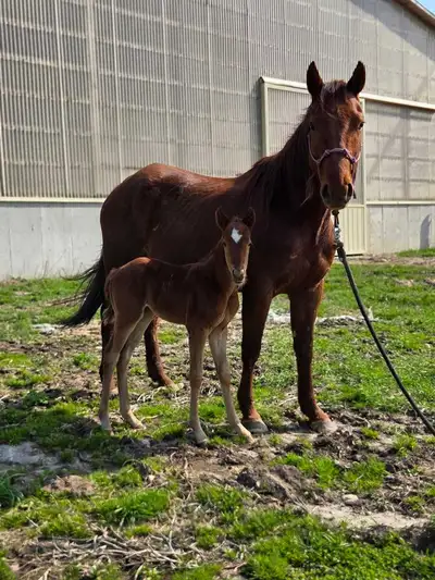 Quarter Horse Mare & Foal, View more