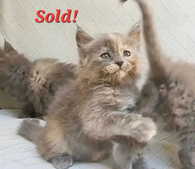 *ALL SOLD!* Maine Coon X Kittens! Creams, Greys and Torties!