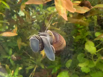 Mystery aquarium snails 3/4” of inch, chestnut with blue foot., View more