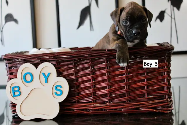Purebred Boxer Puppies! - 4 Left in Dogs & Puppies for Rehoming in Mississauga / Peel Region - Image 9