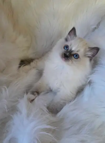 TICA Registered Ragdoll kitten, View more