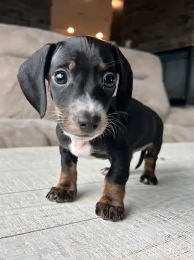 6 beautiful miniature dachshunds puppies. 3 females and 3 males. Ready to go on April 26th. Raised i...