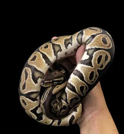 SNAKE PYTHON, View more