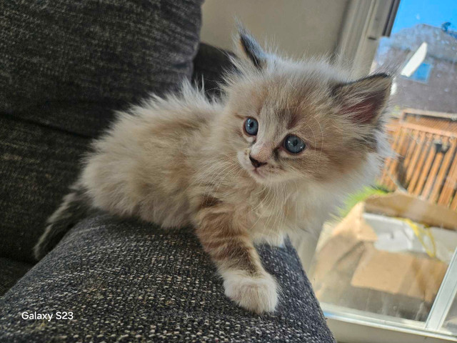 Ragdoll kitten  Meet Your New Flurry of Love!  in Cats & Kittens for Rehoming in Mississauga / Peel Region - Image 3
