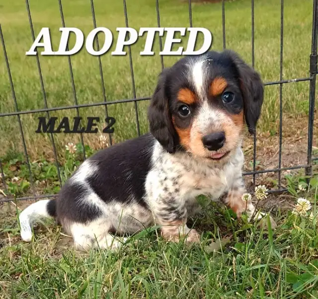 Miniature Dachshund/ Cavalier King Charles Spaniel Puppies in Dogs & Puppies for Rehoming in Ottawa - Image 7