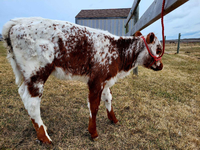 heifers for sale dans Animaux de ferme  à Winnipeg