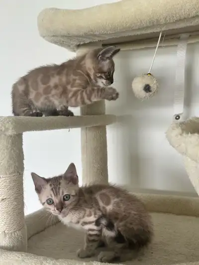 Top Quality Bengal Kittens - TICA Registered, View more