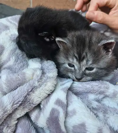 Nés le 17 mai 2025, nous avons 2 petits chatons domestiques, disponible pour réservation. Ils seront...