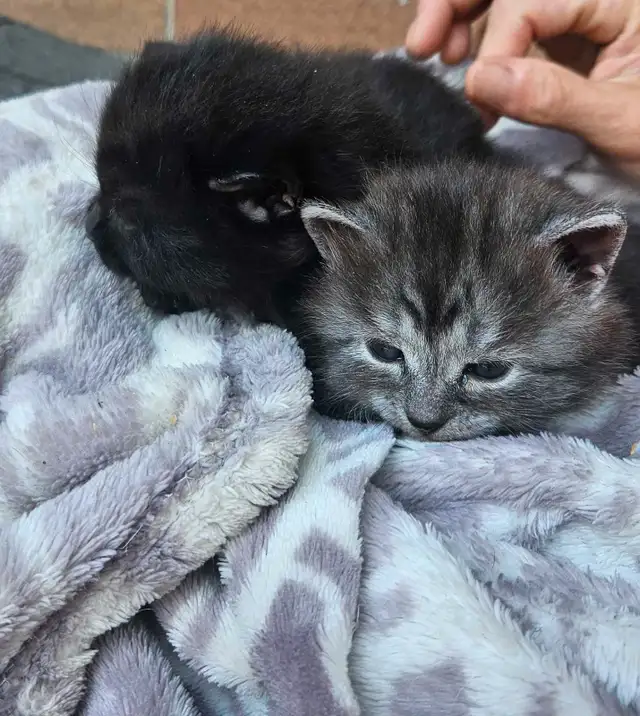 Petits chatons à réserver in Cats & Kittens for Rehoming in City of Montréal - Image 4