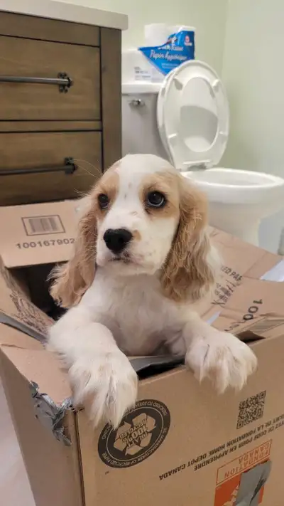 puppy for rehome, View more