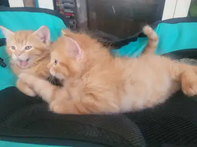 tabby-coon kittens, View more
