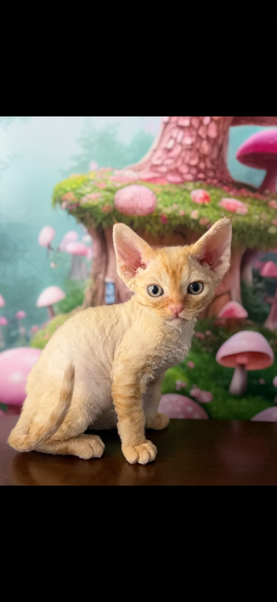 Ginger Devon Rex kitten boys available, View more