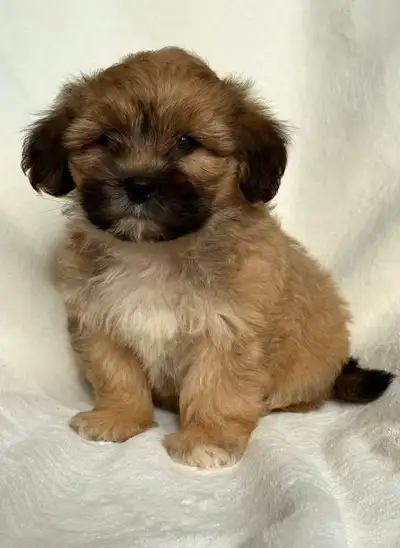 A litter of 3 toy Cockapoo puppies are ready for their new homes! The adult size would be about 6 to...