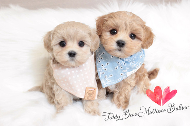 ❤️ TEDDY BEAR ❤️ Doll Face Toy Size Maltipoo Babies ❤️ in Dogs & Puppies for Rehoming in Delta/Surrey/Langley - Image 4