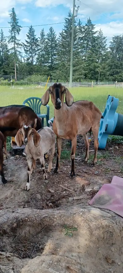 Nubian Doe and Doeling, View more