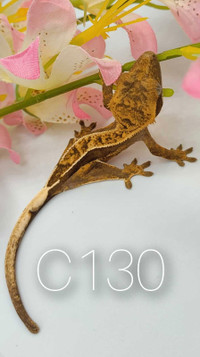 Red Harlequin Partial Pinstripe Crested Gecko Baby, unsexed