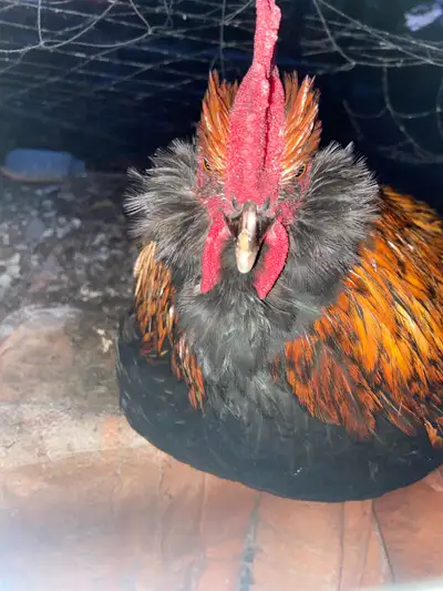 Breeding roosters, View more