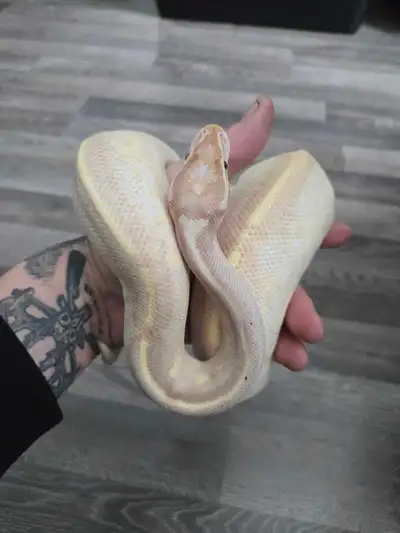 2 Ball Pythons and 5 Bin rack., View more