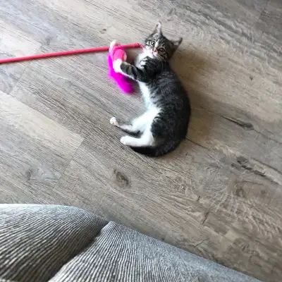 Adorable 8-Month-Old Female  Kitten, View more