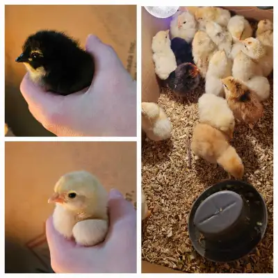 I have 20 barn yard mix chicks. Hatched April 2