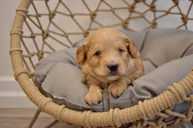 Small / Mini F1B Goldendoodle Ready to go / Only 3 males left in Dogs & Puppies for Rehoming in Winnipeg - Image 3