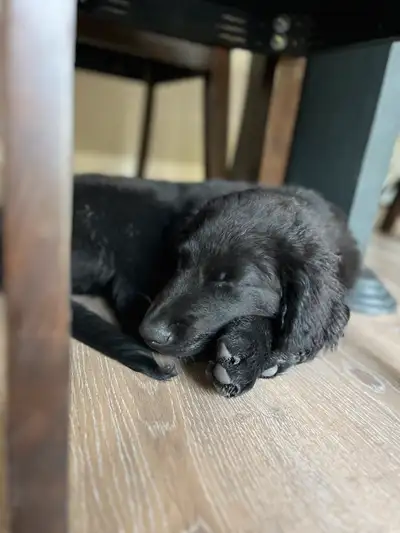Puppy for sale, View more