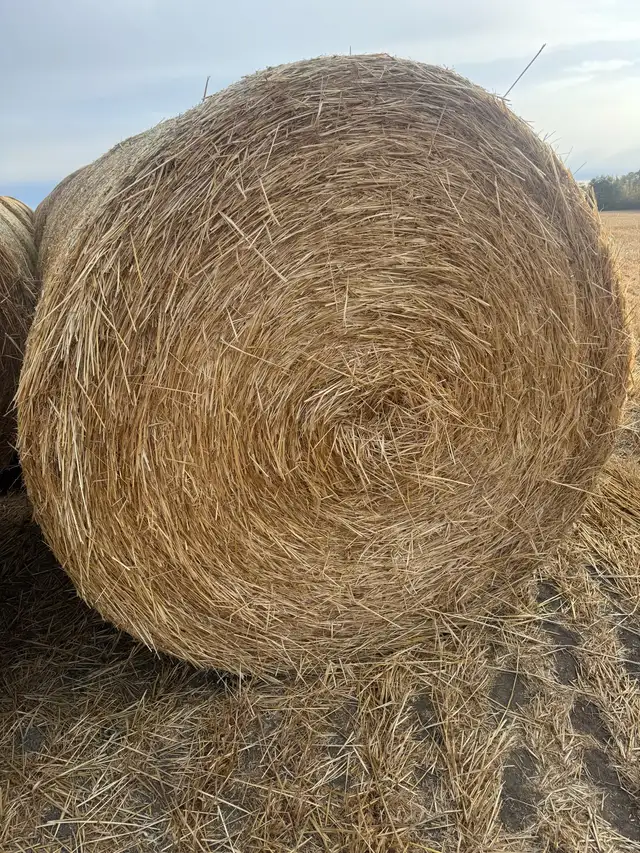 Straw Bales  in Other in Red Deer - Image 3