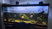 African Cichlids URGENT REHOMING NEEDED
