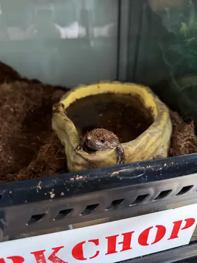 Chubby frog for rehoming!, View more