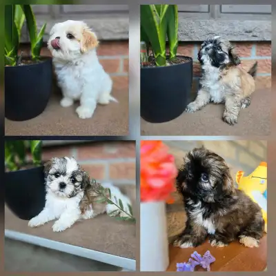 Beaux SHIH TZU pure et SHIH POO, View more