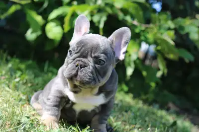 Stunning French bulldog puppy, View more