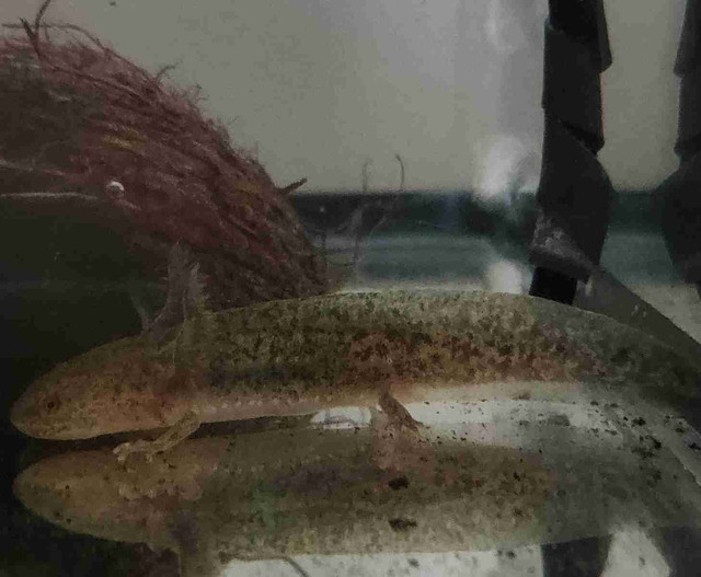 Axolotls in Other Pets for Rehoming in Edmonton - Image 2