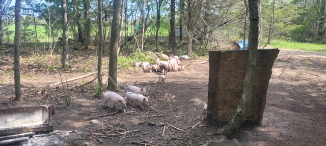 Piglets castrated sows boars Livestock Napanee Kijiji