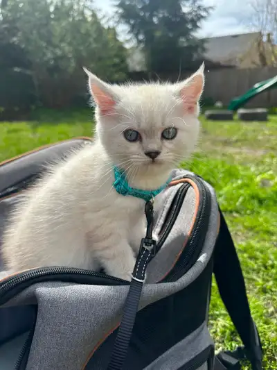 Our beautiful kittens, born on February 14, 2026, are now ready to find their forever homes. This sp...
