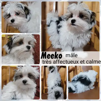 Possibilité de livraison !!! FAITES VOS RÉSERVATIONS !!! PRET A PARTIR !!!!! **Nés 4 novembre ** ~Me...