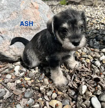 Purebread Miniature Schnauzer Puppies, View more