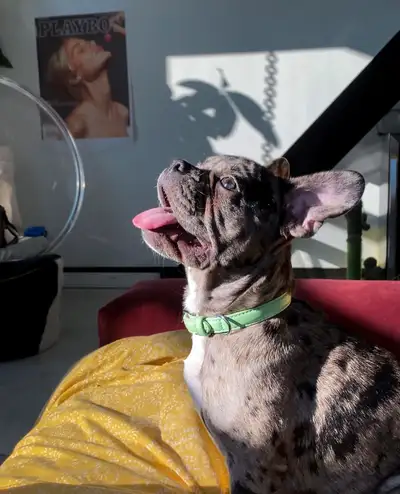 French bulldog rehome, View more
