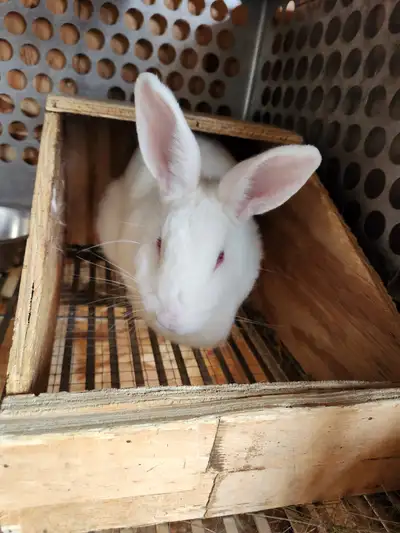 We have a New Zealand Doe/female rabbit available. We've used her as a breeder for meat rabbits, but...
