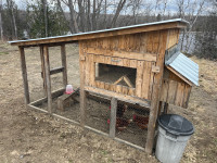 Poulailler avec 3 jeune poules pondeuse 